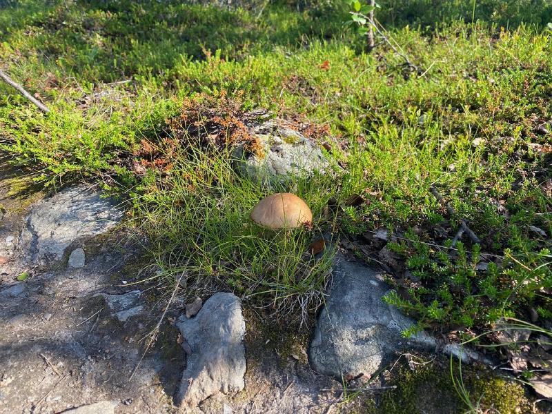 Pilz