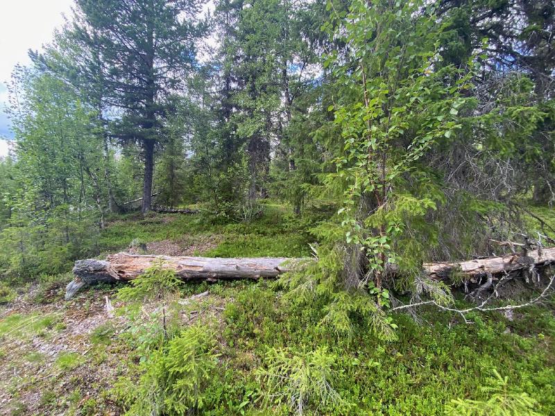 Wald bei Kvikkjokk 1