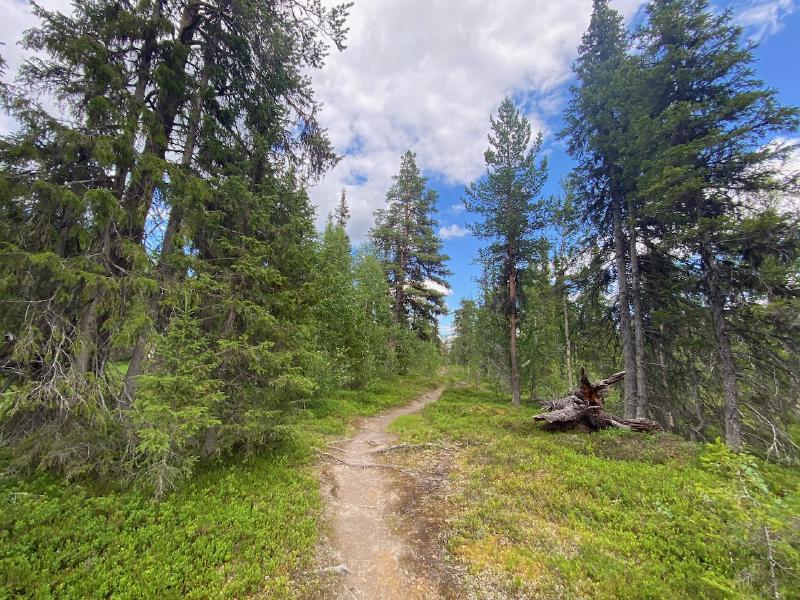 Wald bei Kvikkjokk 2